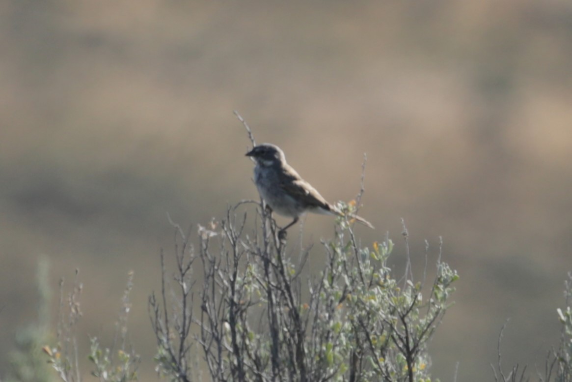 Sagebrush Sparrow - ML620766163