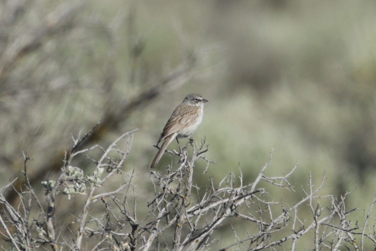 Sagebrush Sparrow - ML620766165