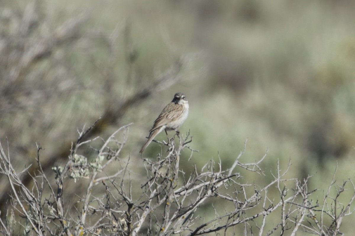 Sagebrush Sparrow - ML620766166