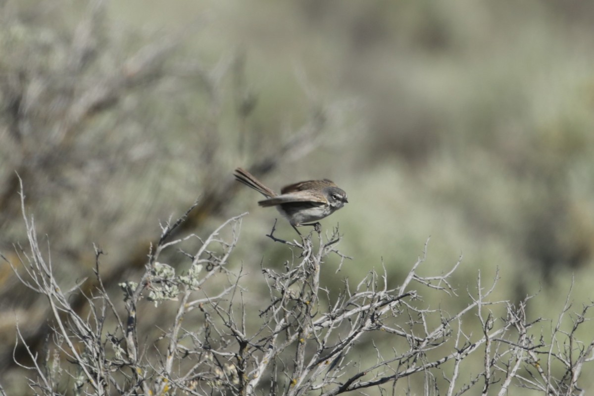 Sagebrush Sparrow - ML620766167