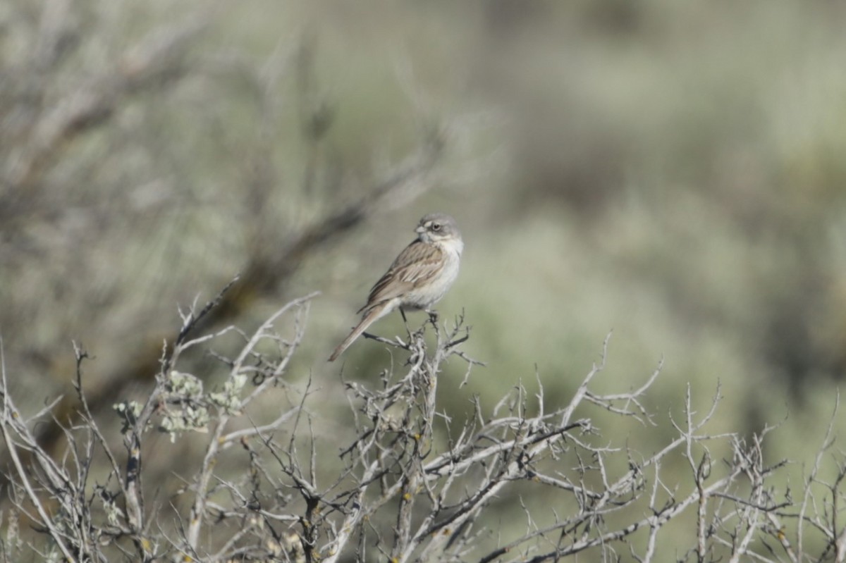 Sagebrush Sparrow - ML620766168