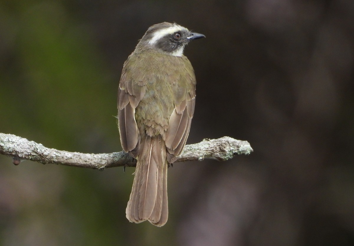 Social Flycatcher - ML620766169