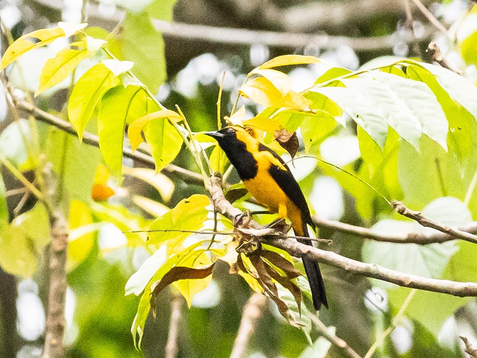 Oriole à tête d'or - ML620766172