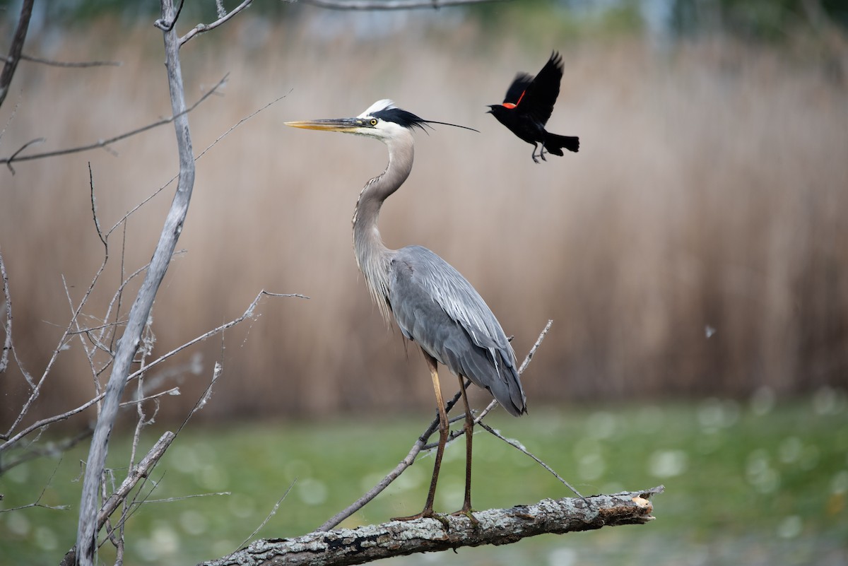 Great Blue Heron - ML620766174