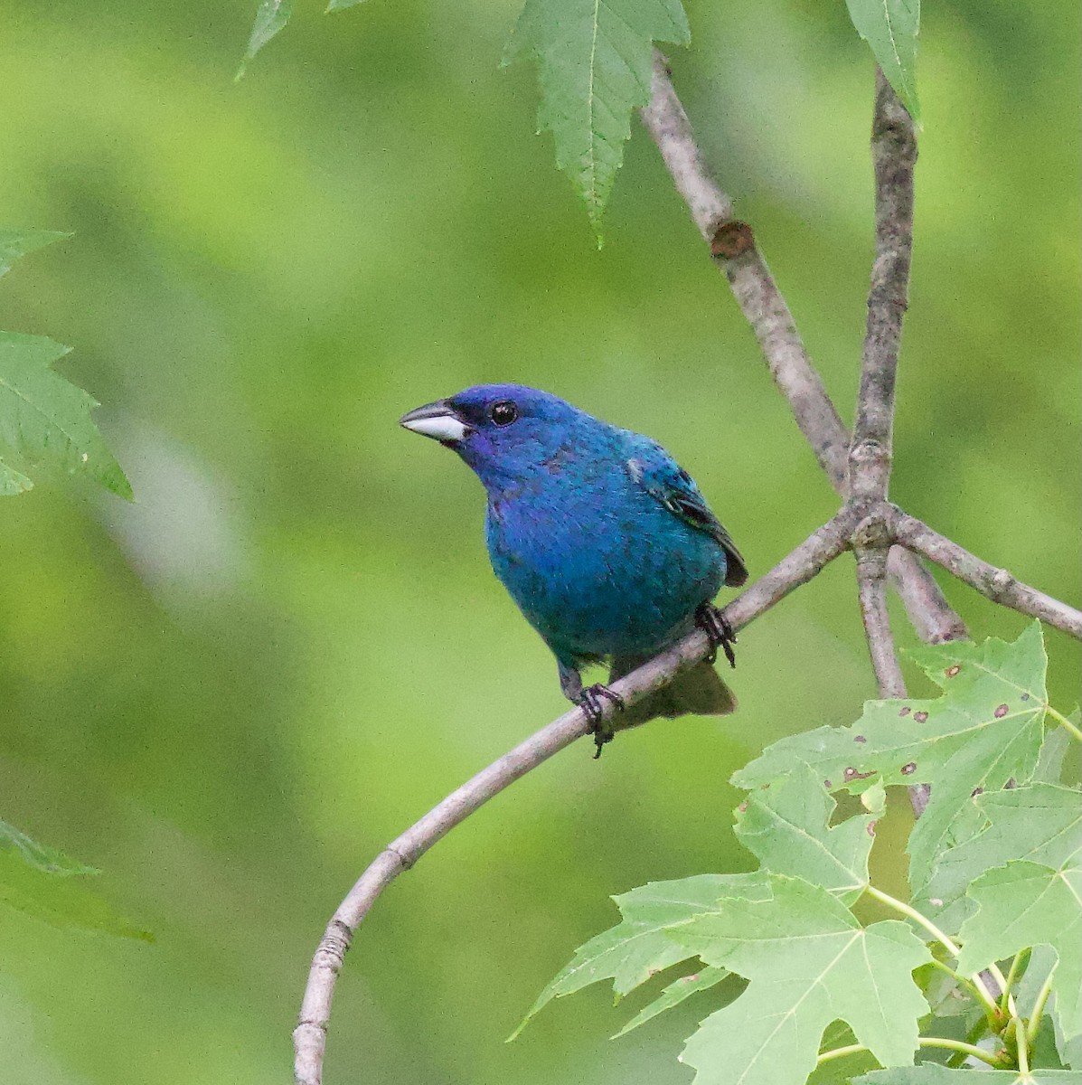 Indigo Bunting - ML620766176