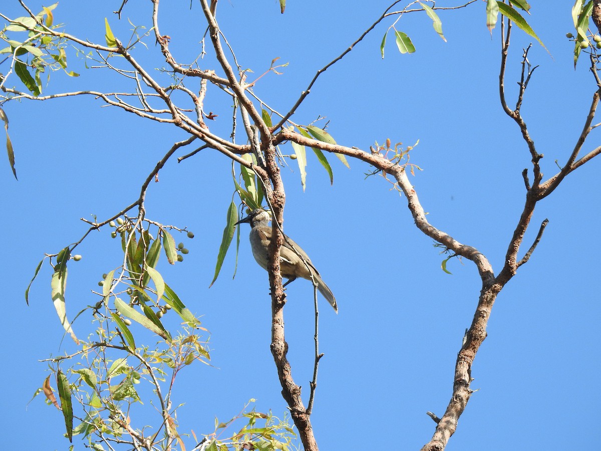 Helmeted Friarbird - ML620766178