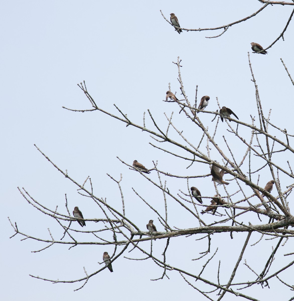 Northern Rough-winged Swallow - ML620766180