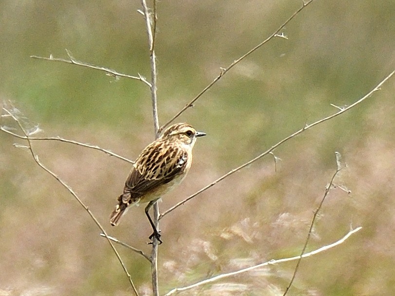 Whinchat - ML620766184