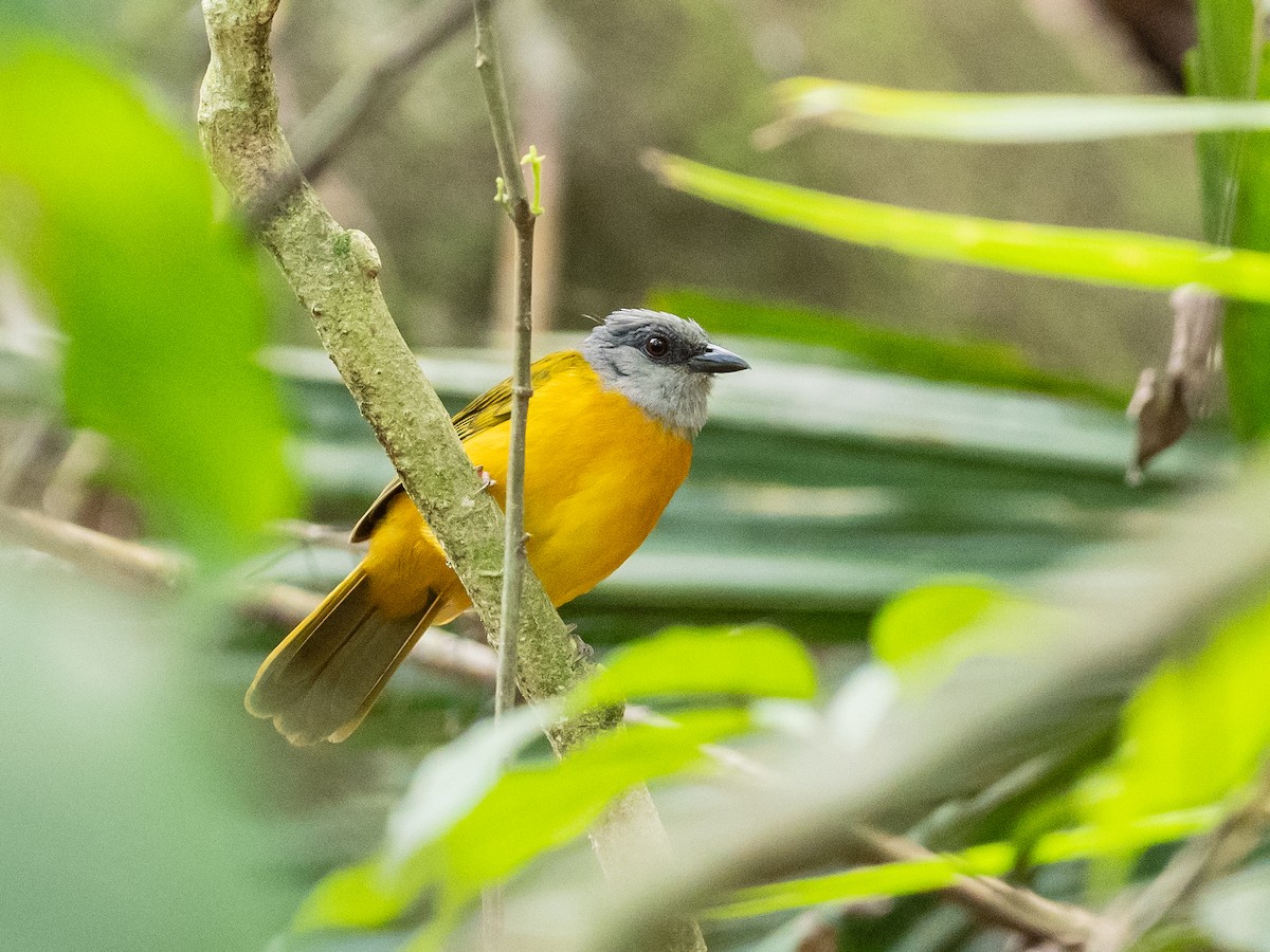 Gray-headed Tanager (Gray-crested) - Bob Friedrichs