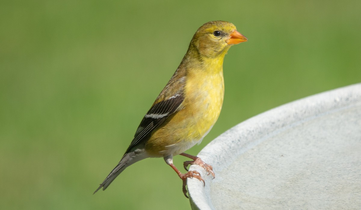 Chardonneret jaune - ML620766198