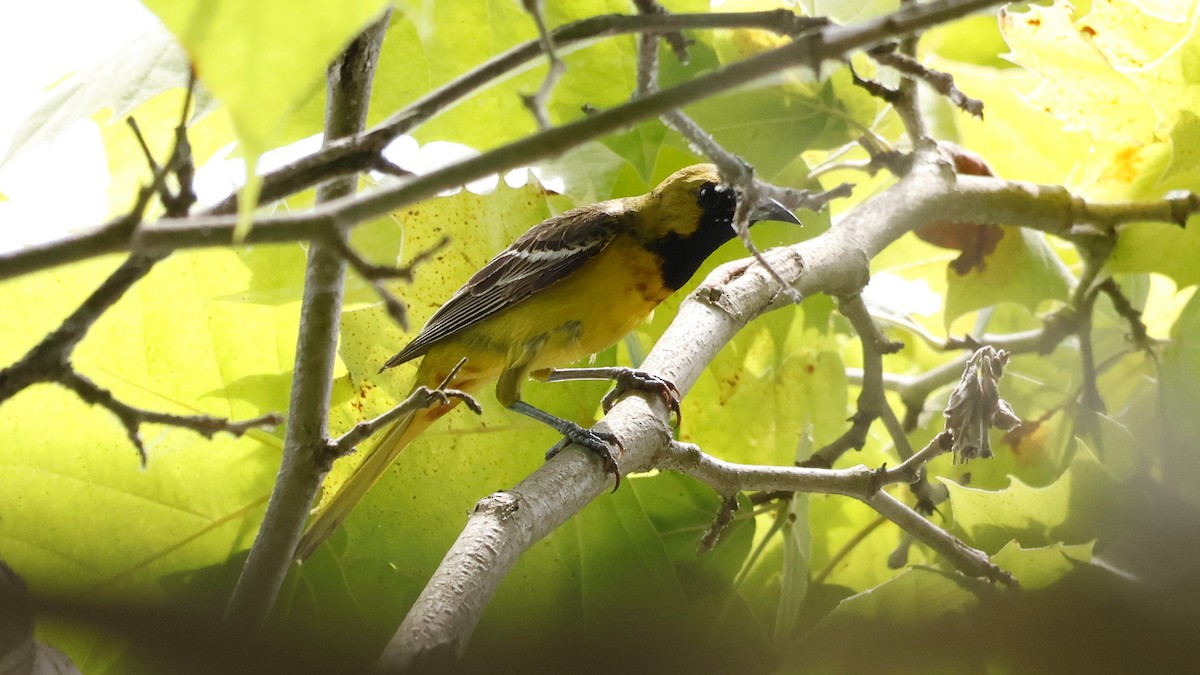 Orchard Oriole - ML620766208