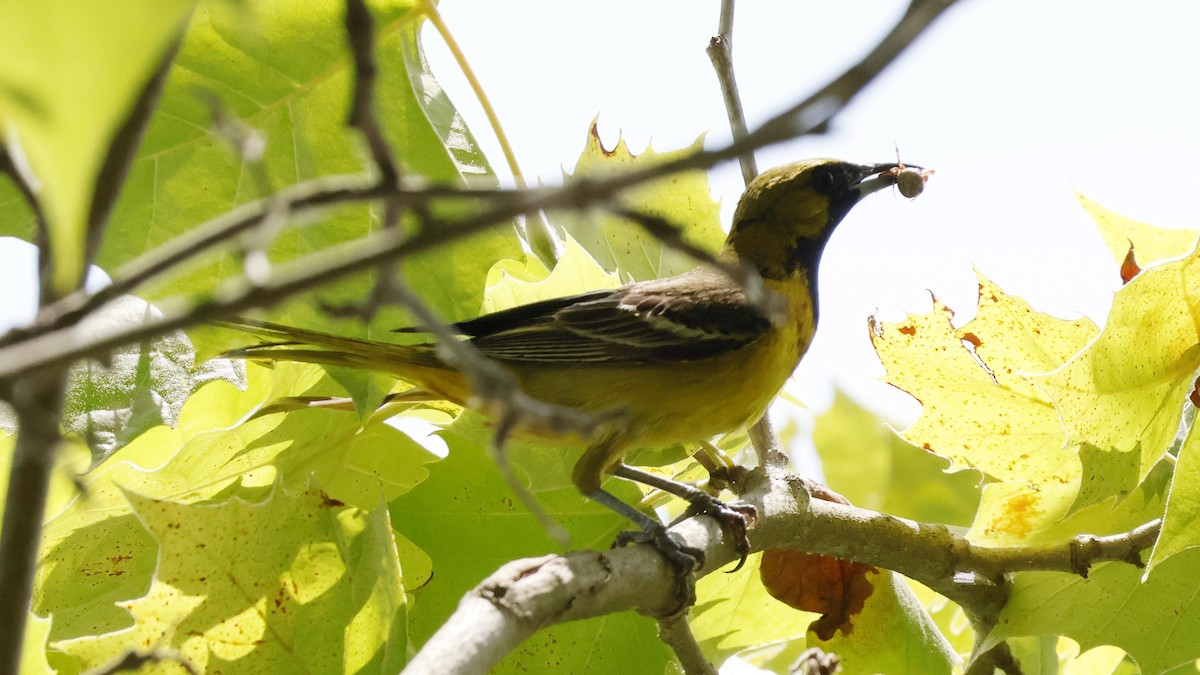 Orchard Oriole - ML620766209