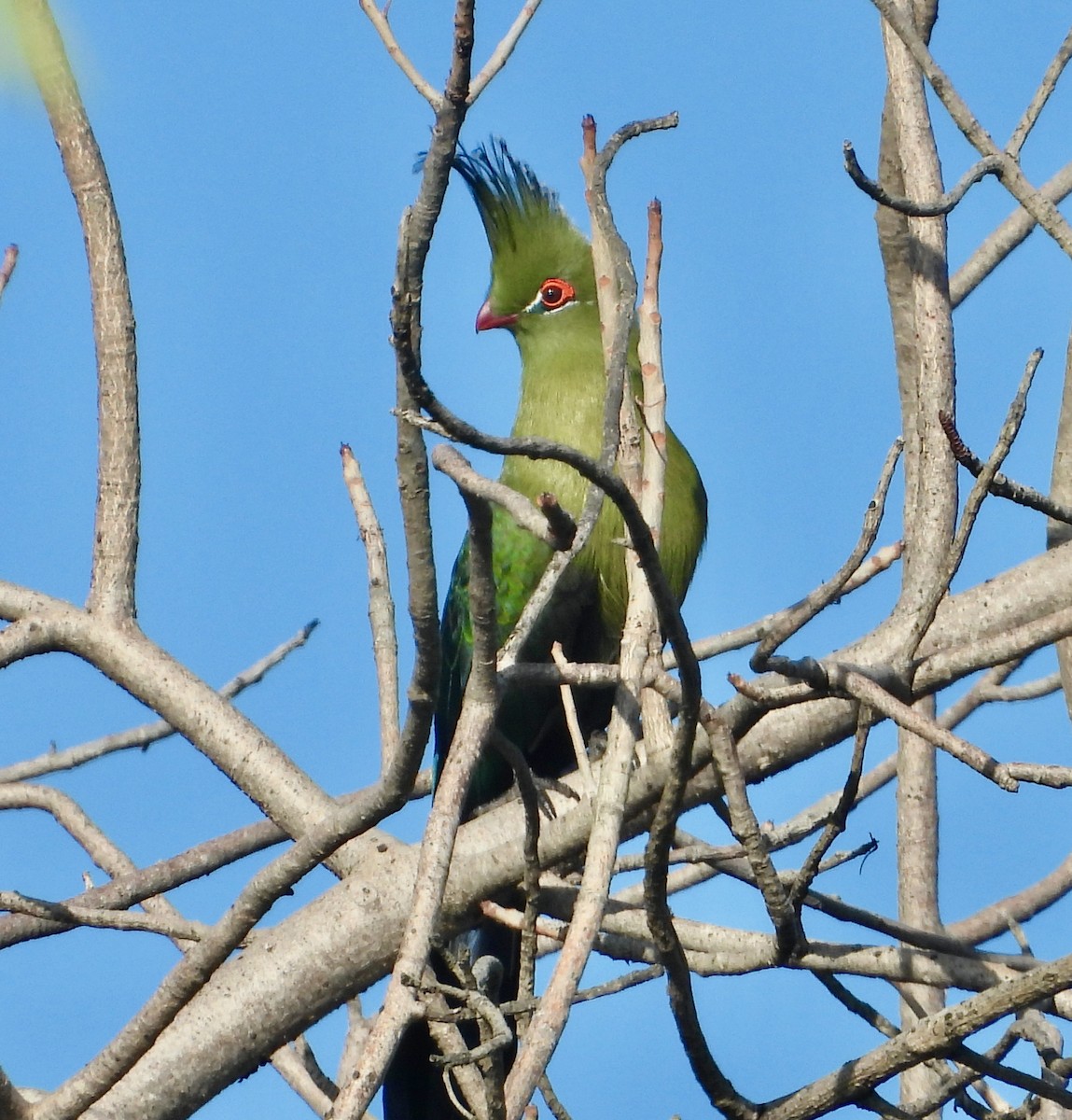 Schalow's Turaco - ML620766213