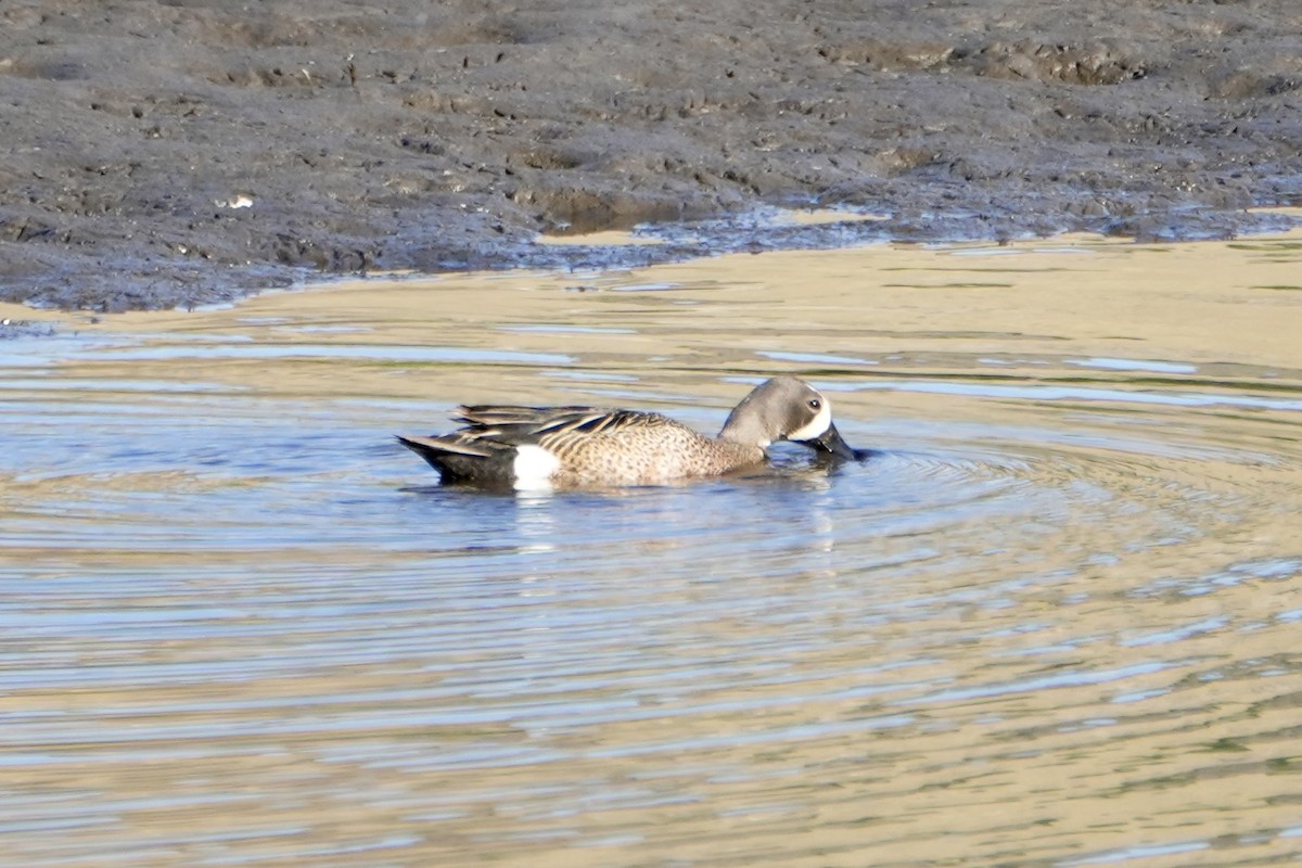 Blue-winged Teal - ML620766217