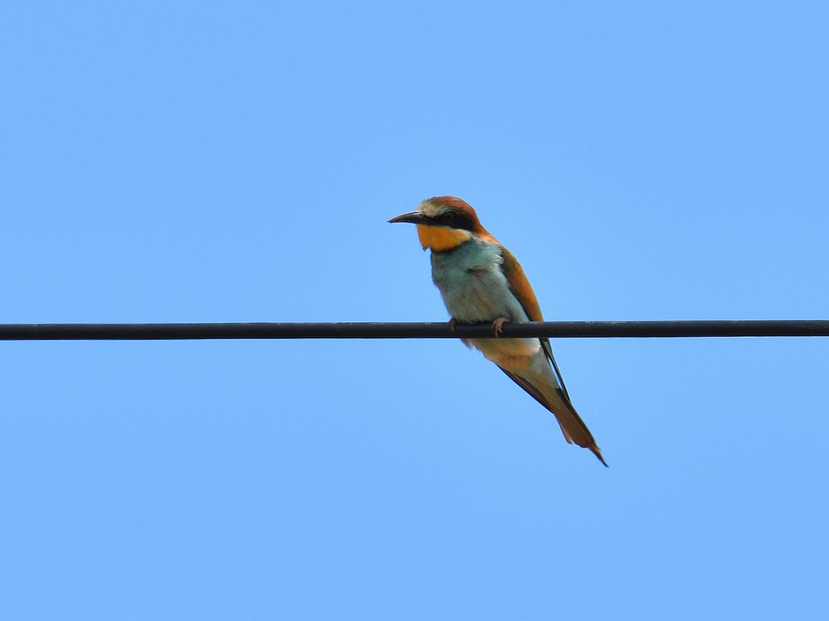 European Bee-eater - ML620766219