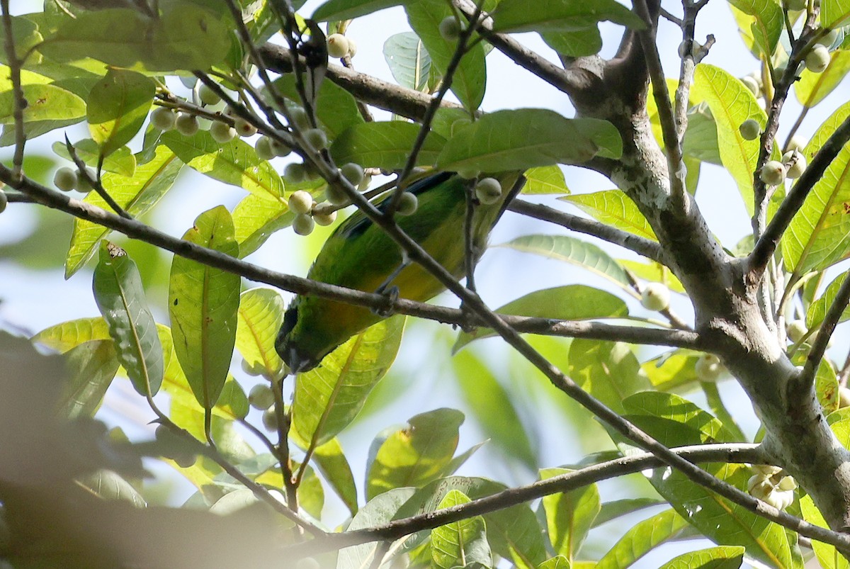 Green-and-gold Tanager - ML620766220