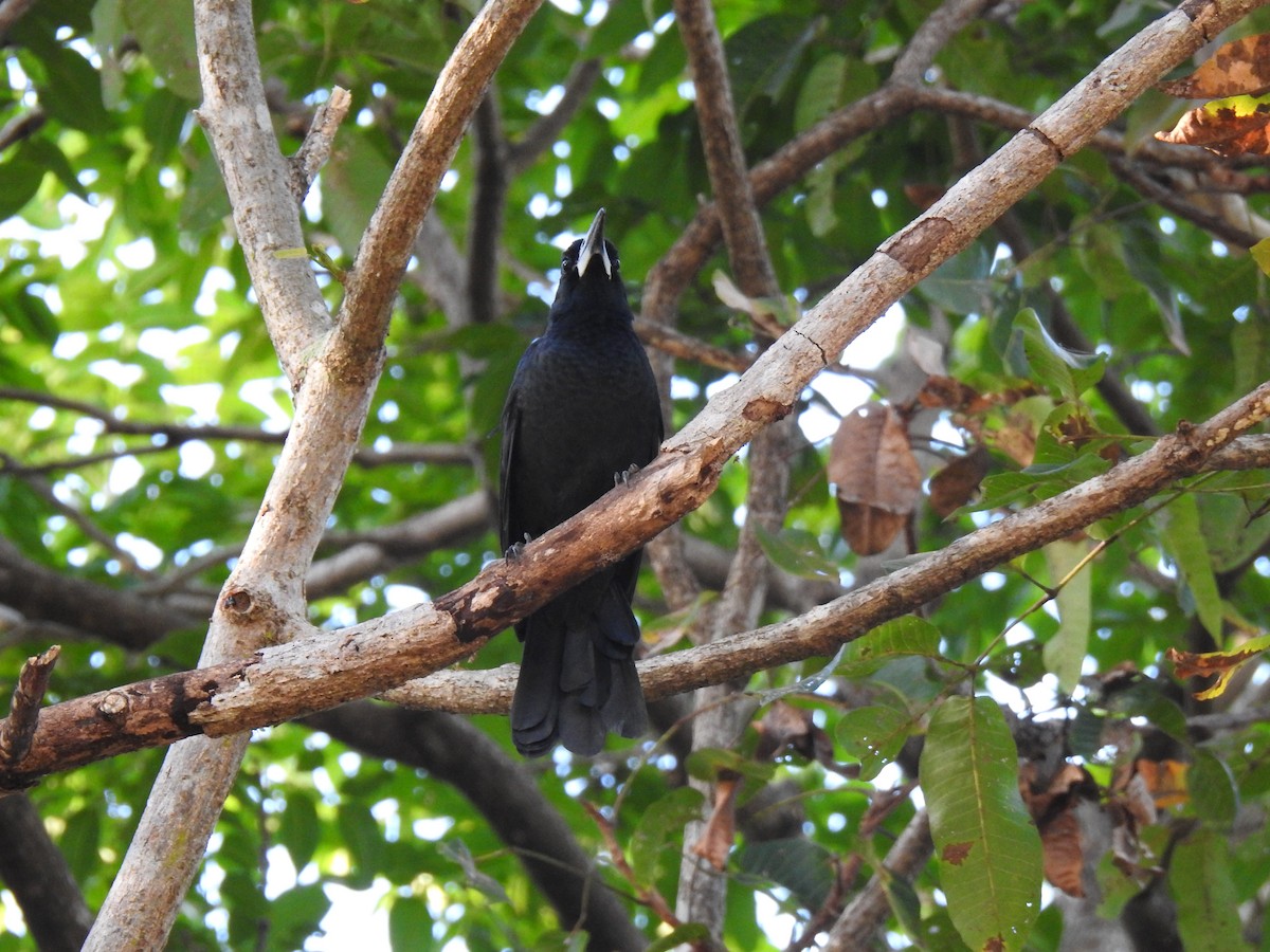 Black Butcherbird - ML620766223