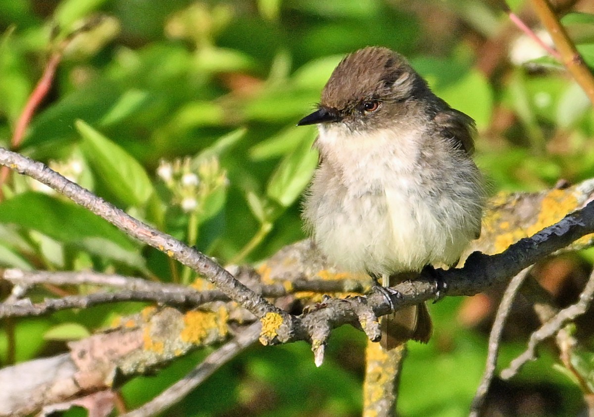 Eastern Phoebe - ML620766224