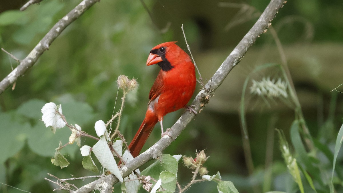 Northern Cardinal - ML620766226