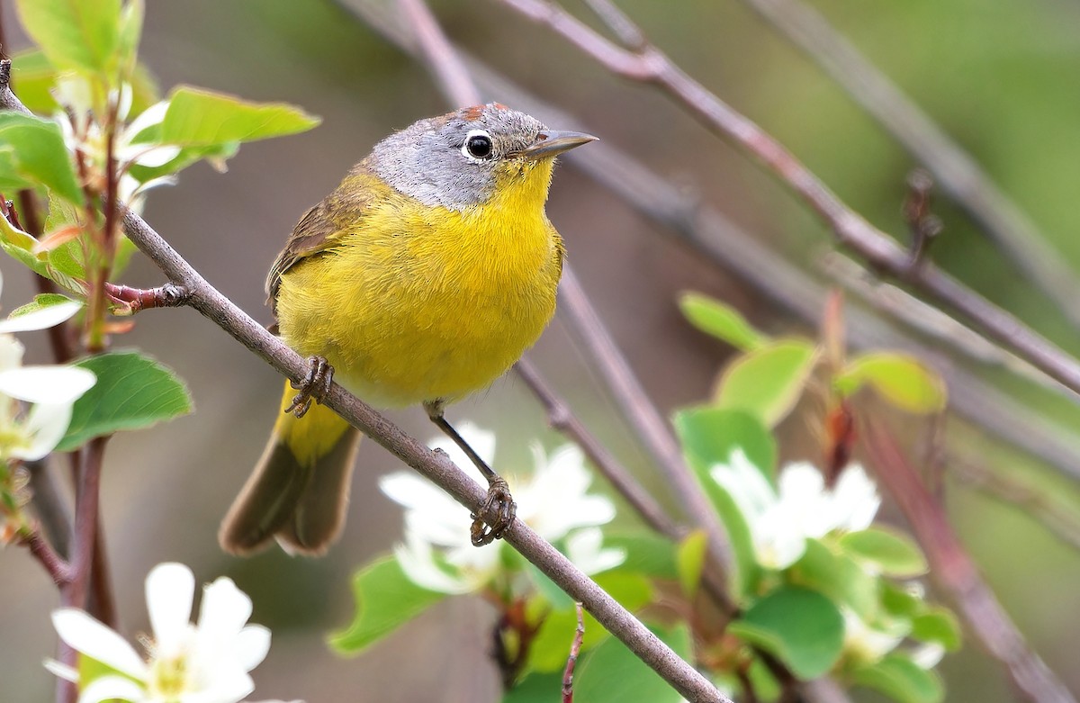 Nashville Warbler (ridgwayi) - ML620766228