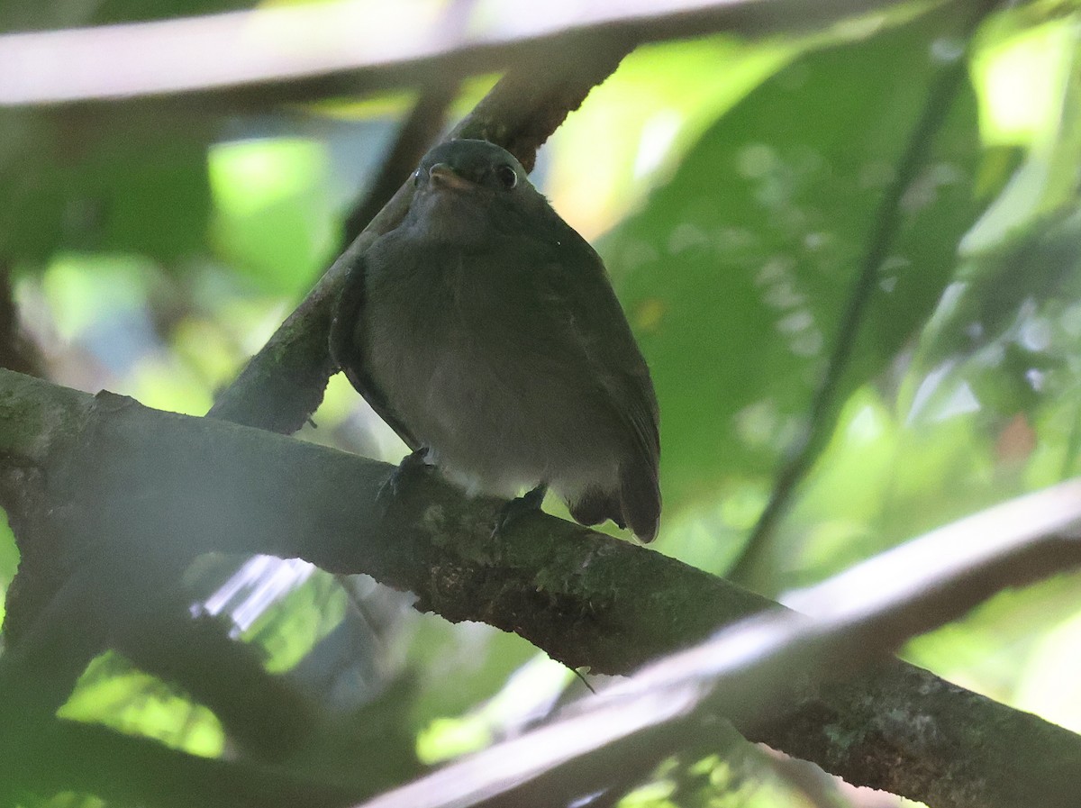 Wire-tailed Manakin - ML620766230