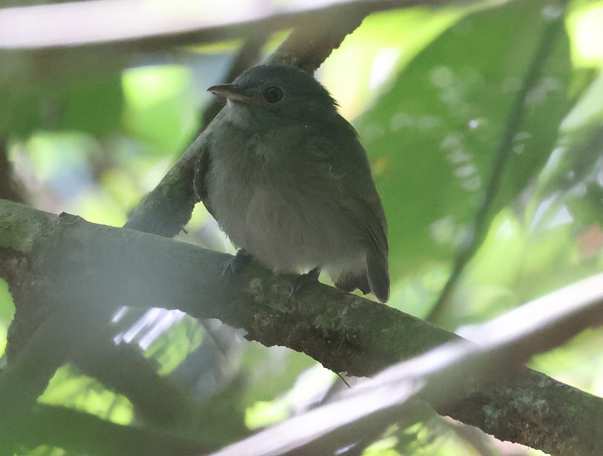 Wire-tailed Manakin - ML620766231