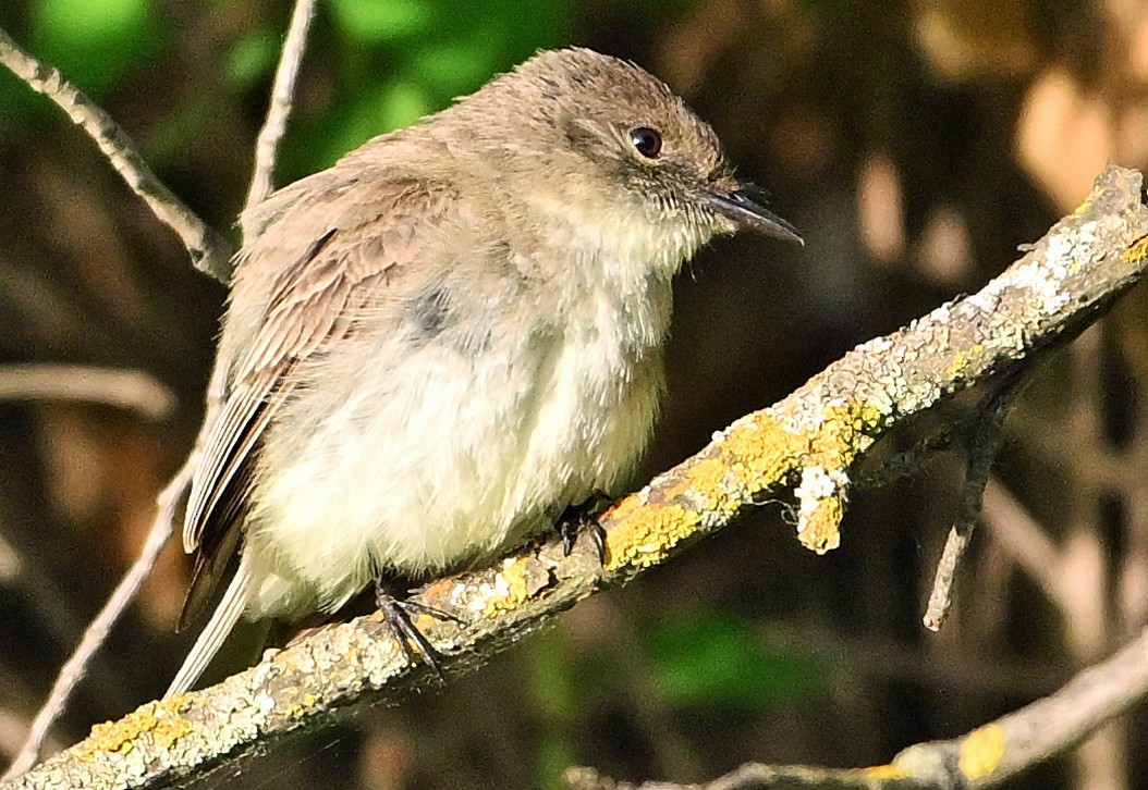 Eastern Phoebe - ML620766232