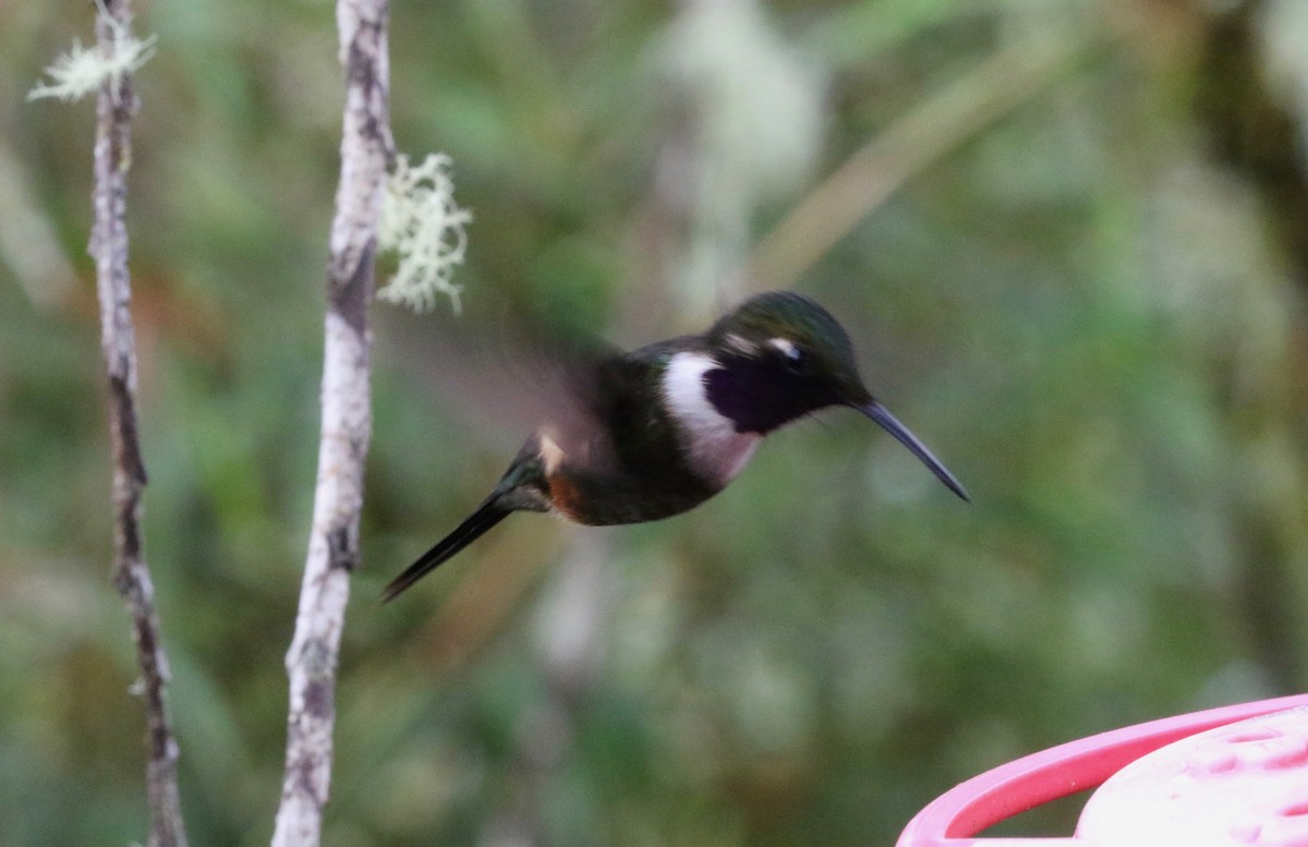 Purple-throated Woodstar - ML620766234