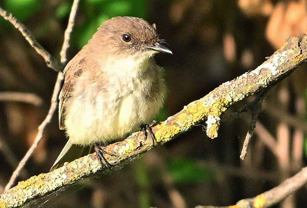 Eastern Phoebe - ML620766236