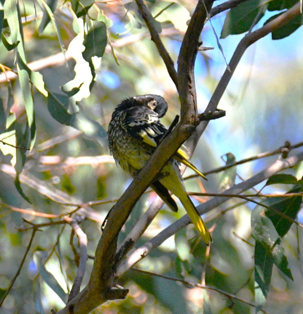 Regent Honeyeater - ML620766237