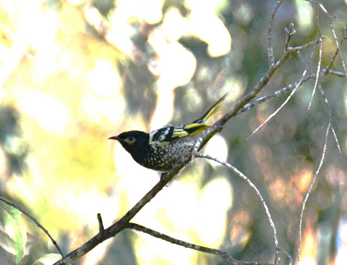 Regent Honeyeater - ML620766238