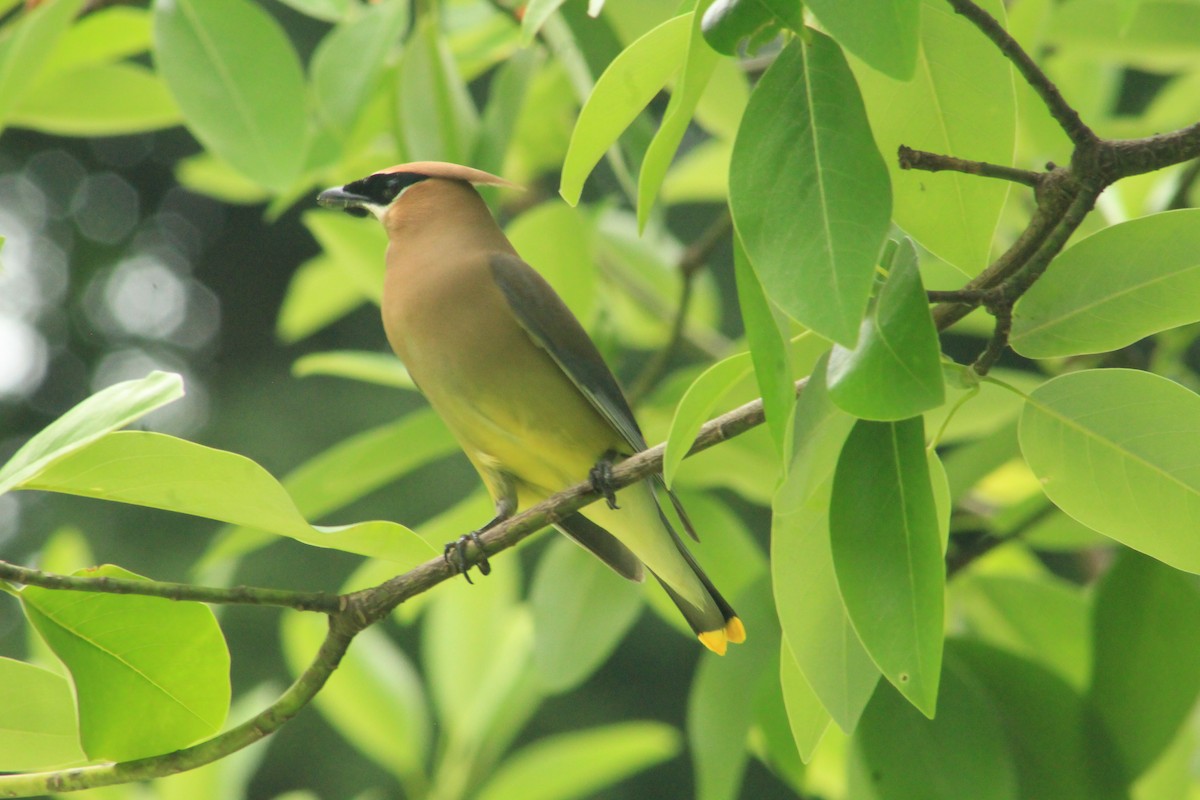 Cedar Waxwing - ML620766239