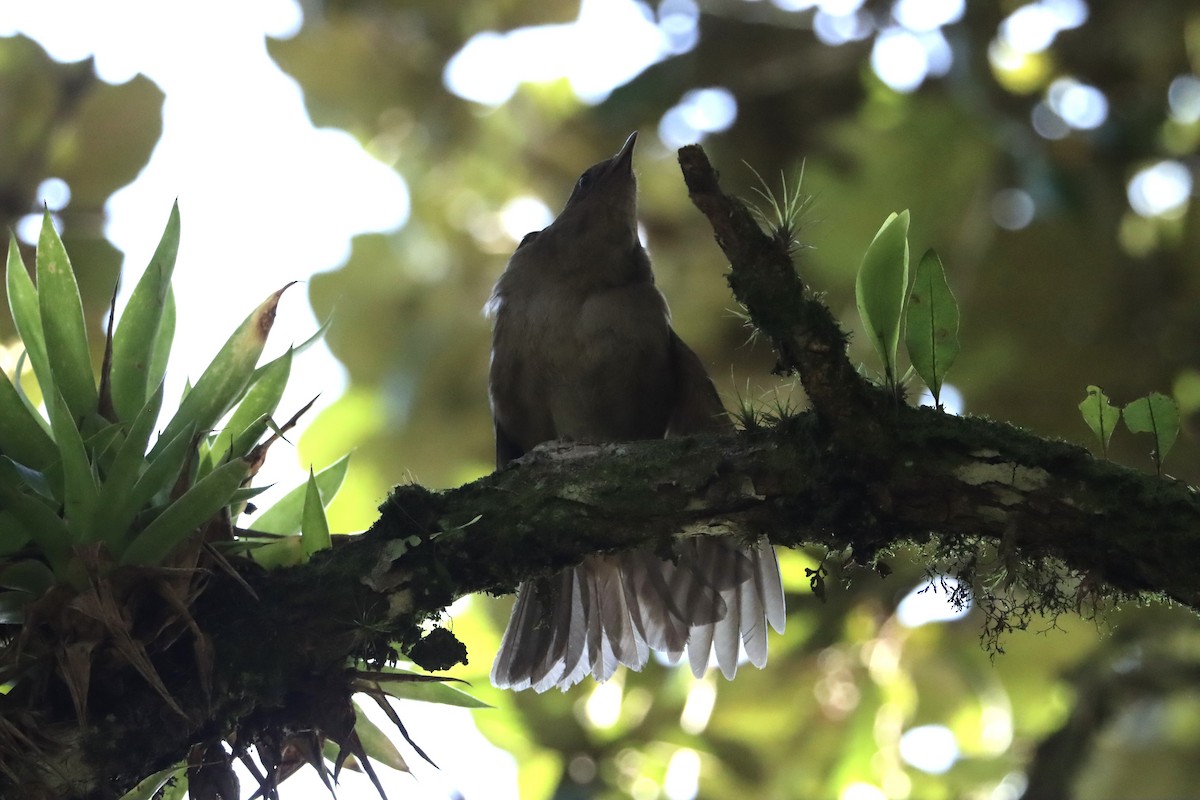 Mountain Thrush - ML620766242