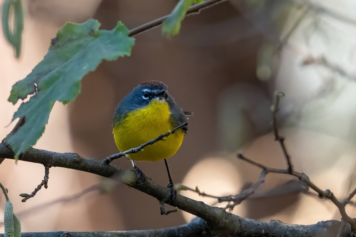 Brown-capped Redstart - ML620766243