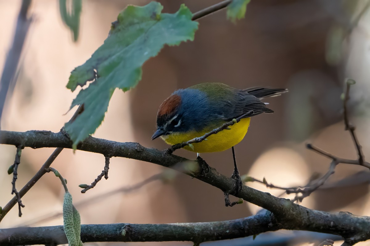 Brown-capped Redstart - ML620766244