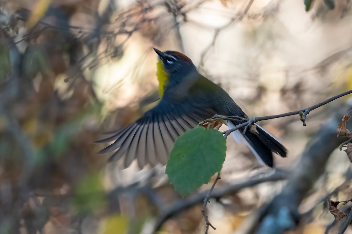 Brown-capped Redstart - ML620766246