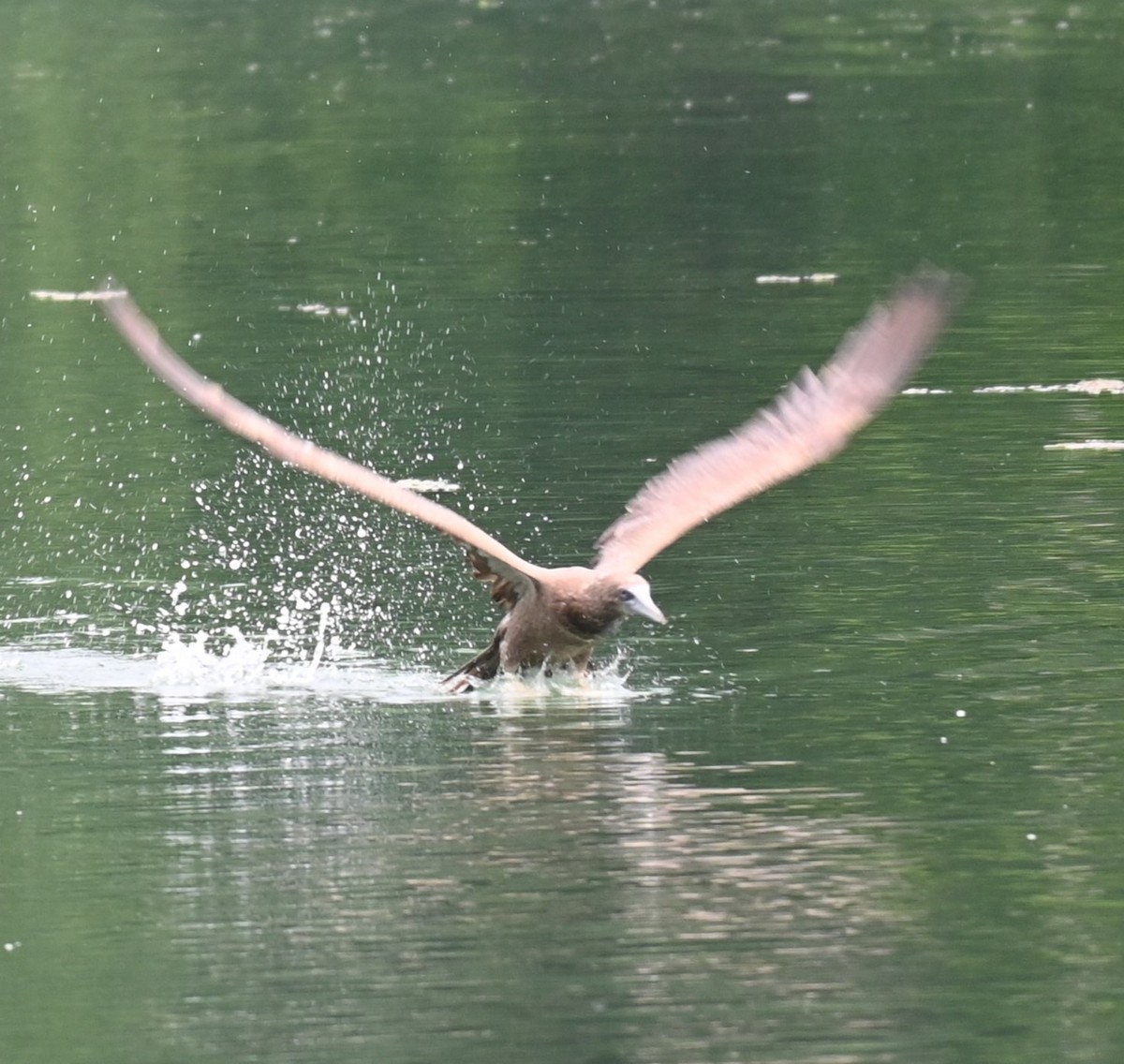 Brown Booby - ML620766247