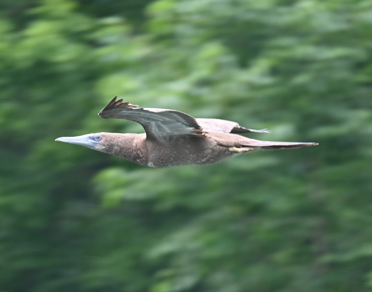 Brown Booby - ML620766249