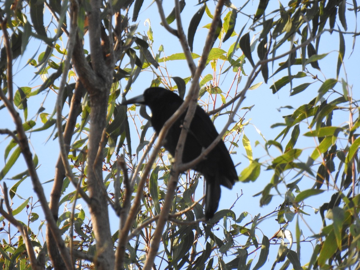 Black Butcherbird - Monica Mesch