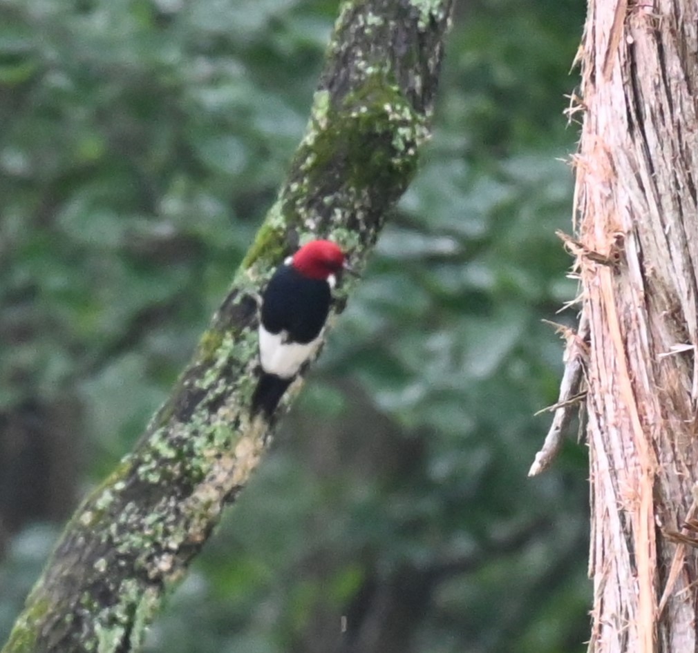 Red-headed Woodpecker - ML620766253