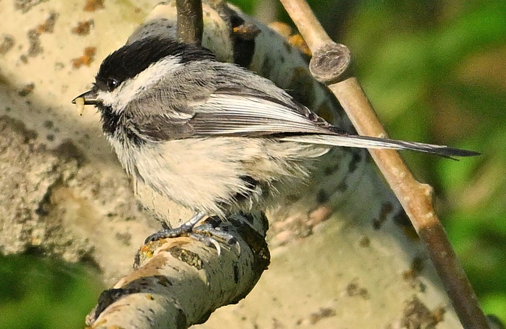 Black-capped Chickadee - ML620766254