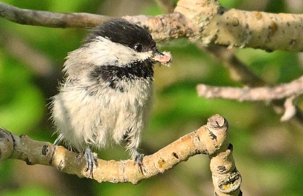 Black-capped Chickadee - ML620766255