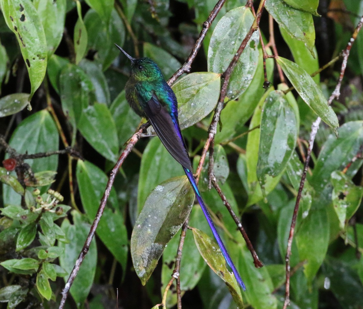 Violet-tailed Sylph - ML620766257