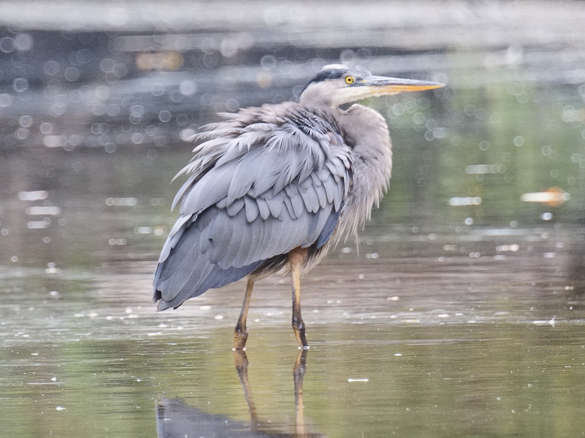 Garza Azulada (grupo herodias) - ML620766259