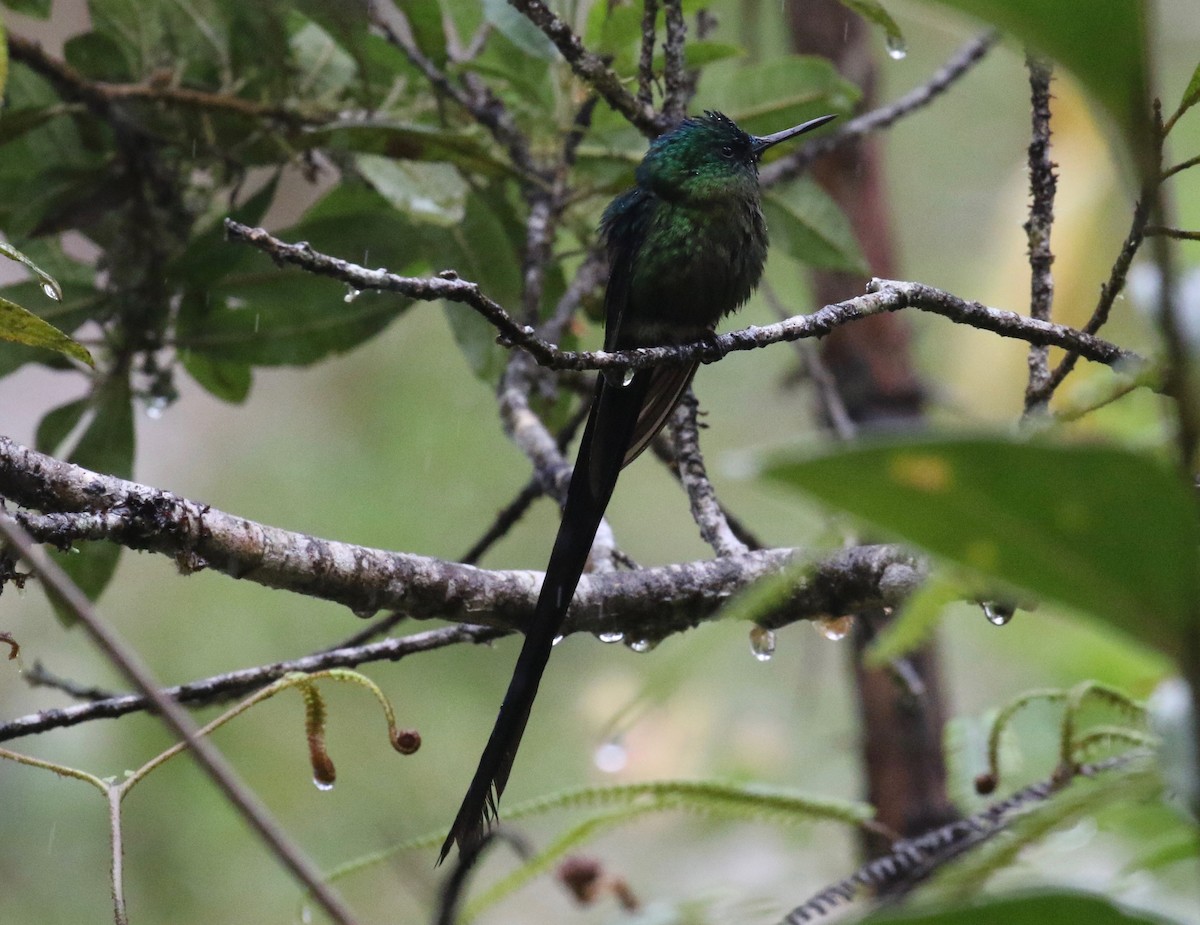 Violet-tailed Sylph - ML620766260