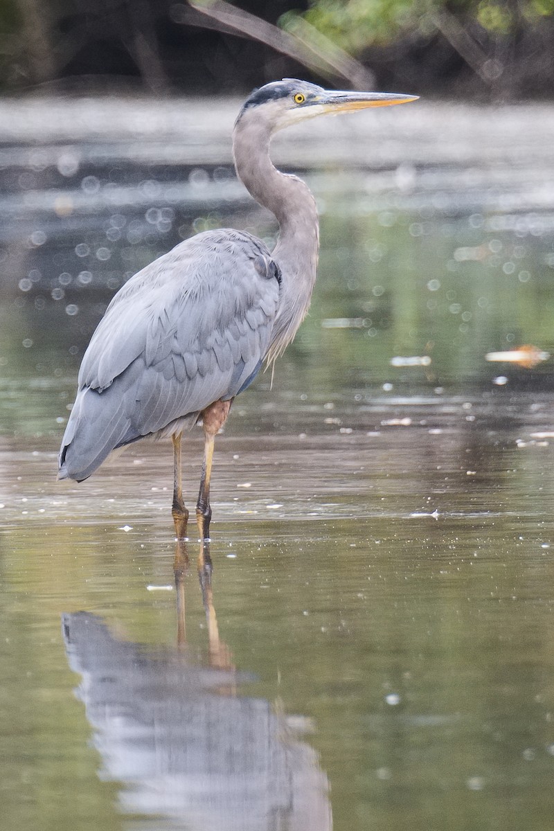 Great Blue Heron (Great Blue) - ML620766261