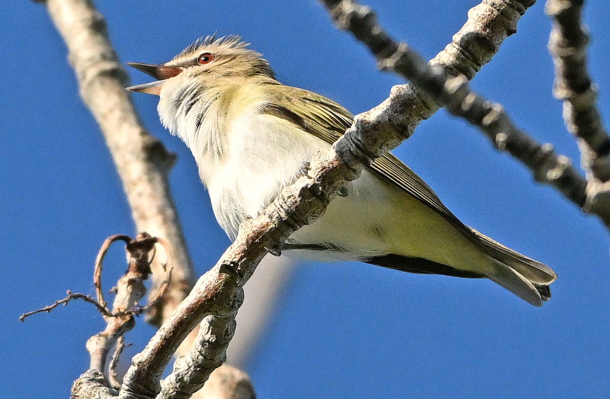 Vireo Ojirrojo - ML620766262