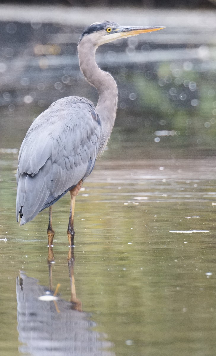 Garza Azulada (grupo herodias) - ML620766264