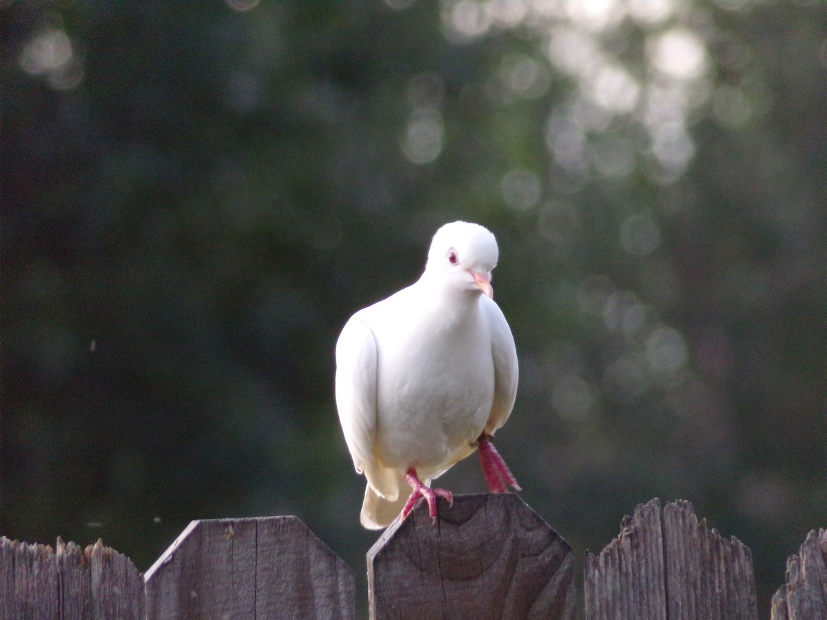 Rock Pigeon (Feral Pigeon) - ML620766265