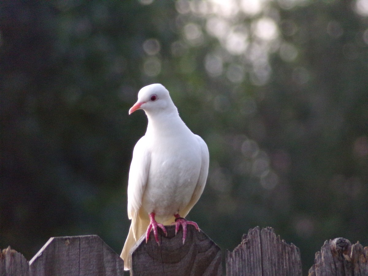 Rock Pigeon (Feral Pigeon) - ML620766266